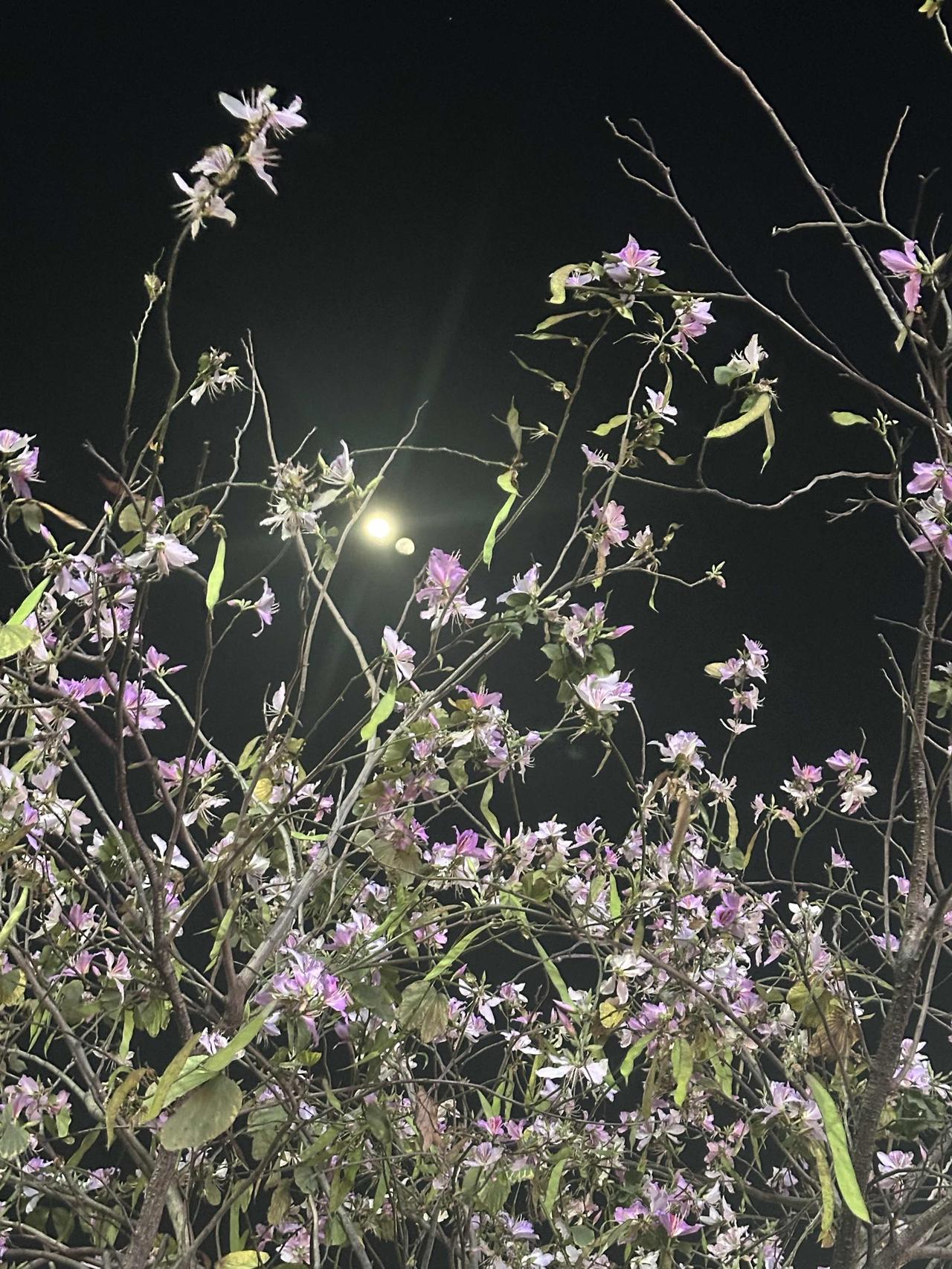 深圳仿佛进入了夏天，异木棉花开了，街上的行人也穿得很凉爽，周末这两天最高气温27