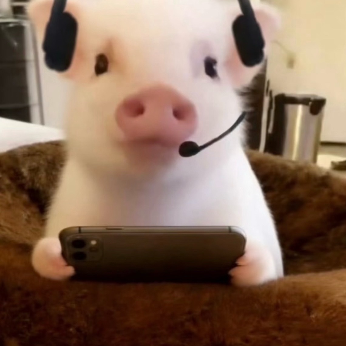ʚ ˃̶͈🐽˂̶͈ ɞ 