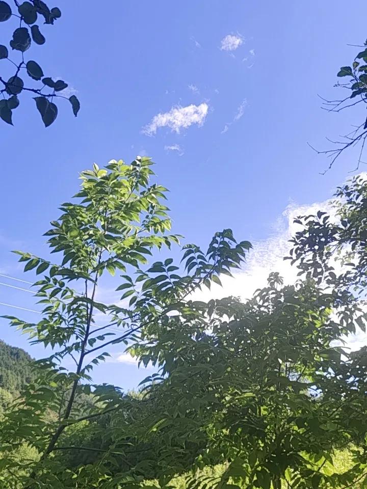 来到云南怒江农村，那景色简直绝了！就说雾里村，它在怒江边上，只有54户人家，以怒