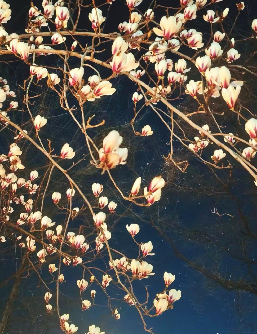 刚刚看到有嘲弄韩国“军事力量进步，也终究是美国的狗”的博文，不胜惊诧！韩国无论从