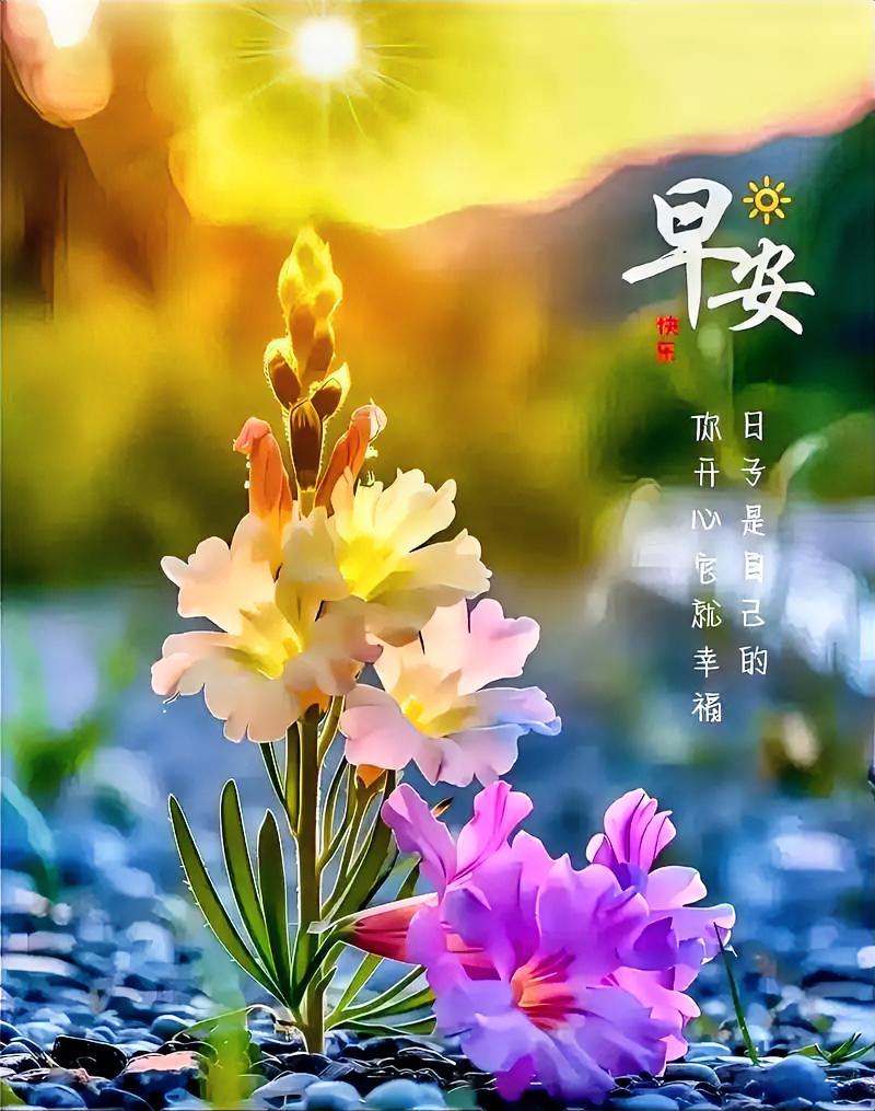 早安！阳光轻柔，花儿绽放。日子是自己的，你若开心，它便幸福，美好由你定义🌻🌸