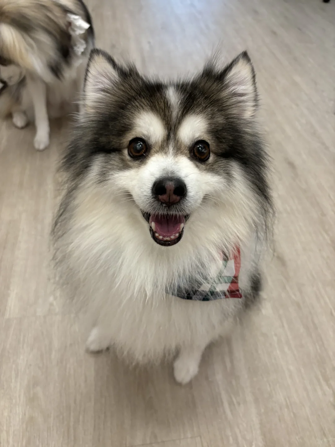 本月小狗开心瞬间