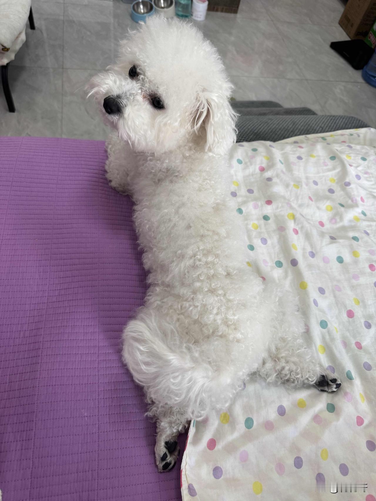 家里养小比熊，那真是又爱又恨。我家这只，每天悠闲得像个大爷，我得伺候它吃喝拉撒。