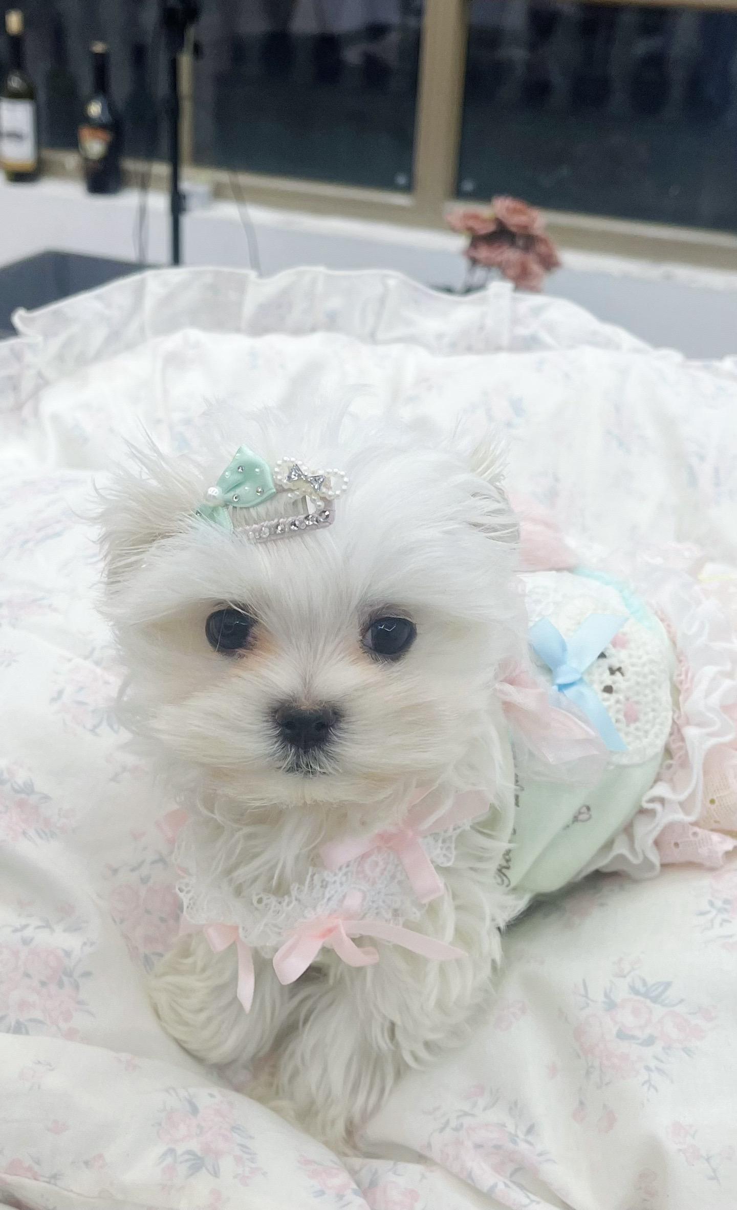 毛绒玩具一枚，出动💘。小公主👑