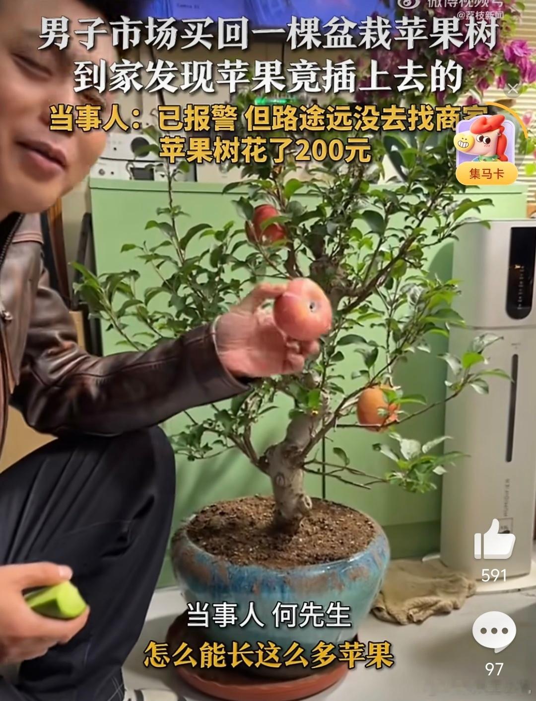 买苹果树发现苹果是插上的报警该不会就是图这个几个苹果吧哈哈哈哈，哪有盆栽的果实是