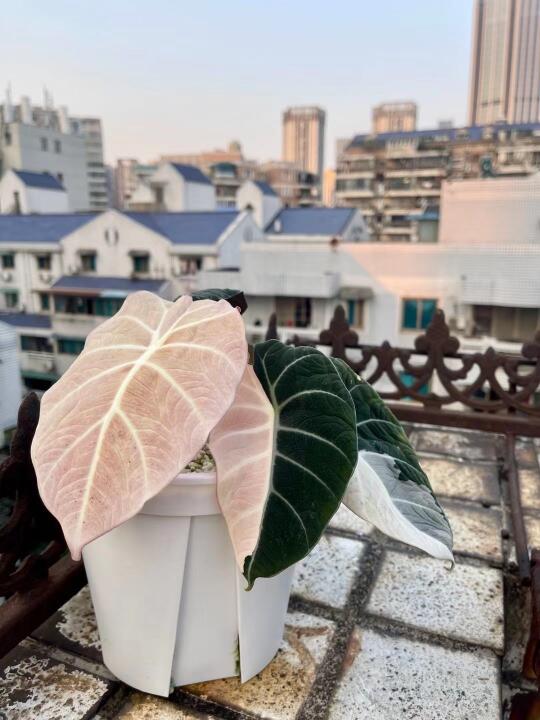 黑天鹅海芋锦
