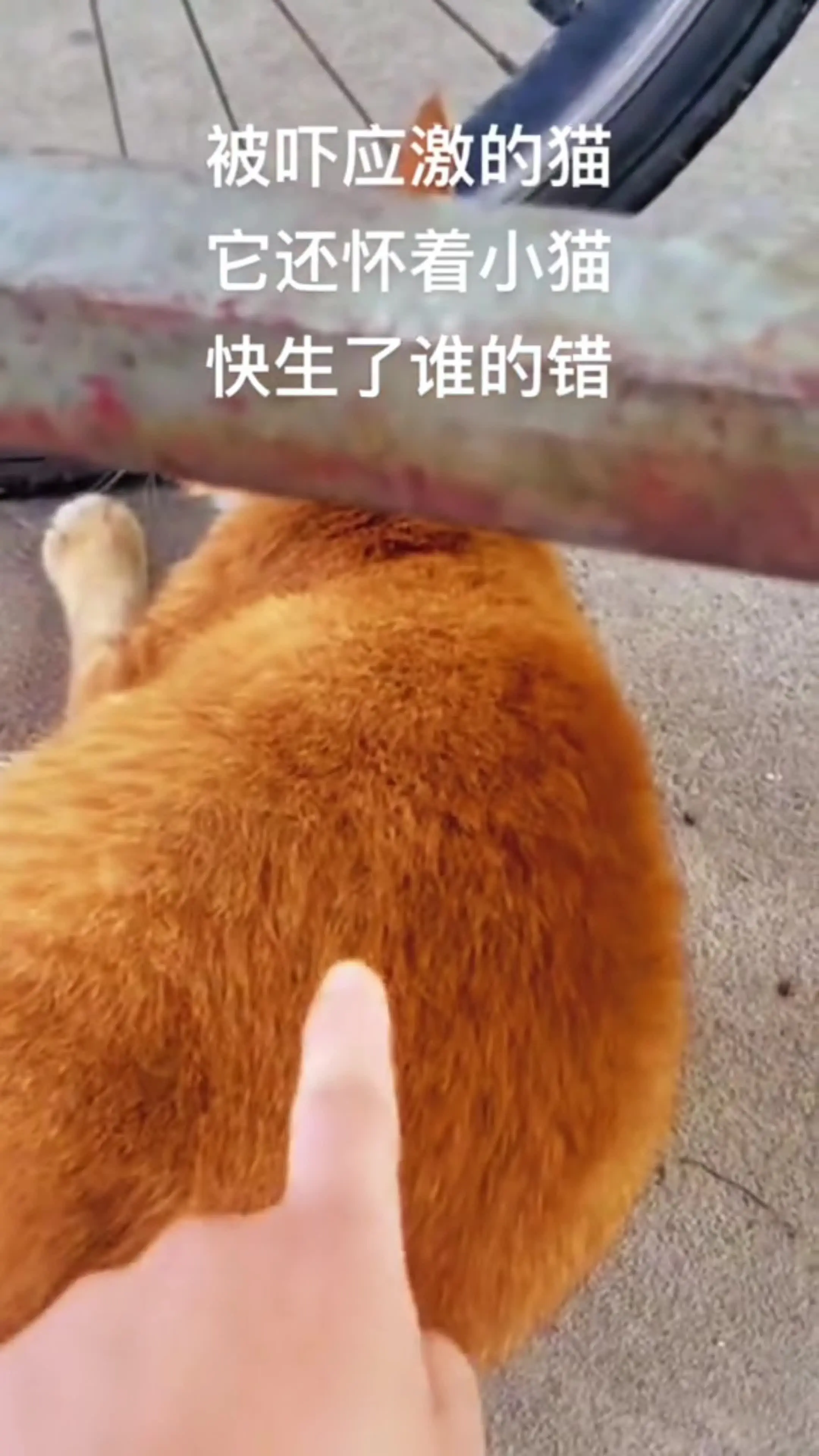动物世界神奇动物在 神奇动物在 萌宠萌不萌 万物有灵 猫咪的迷惑行为