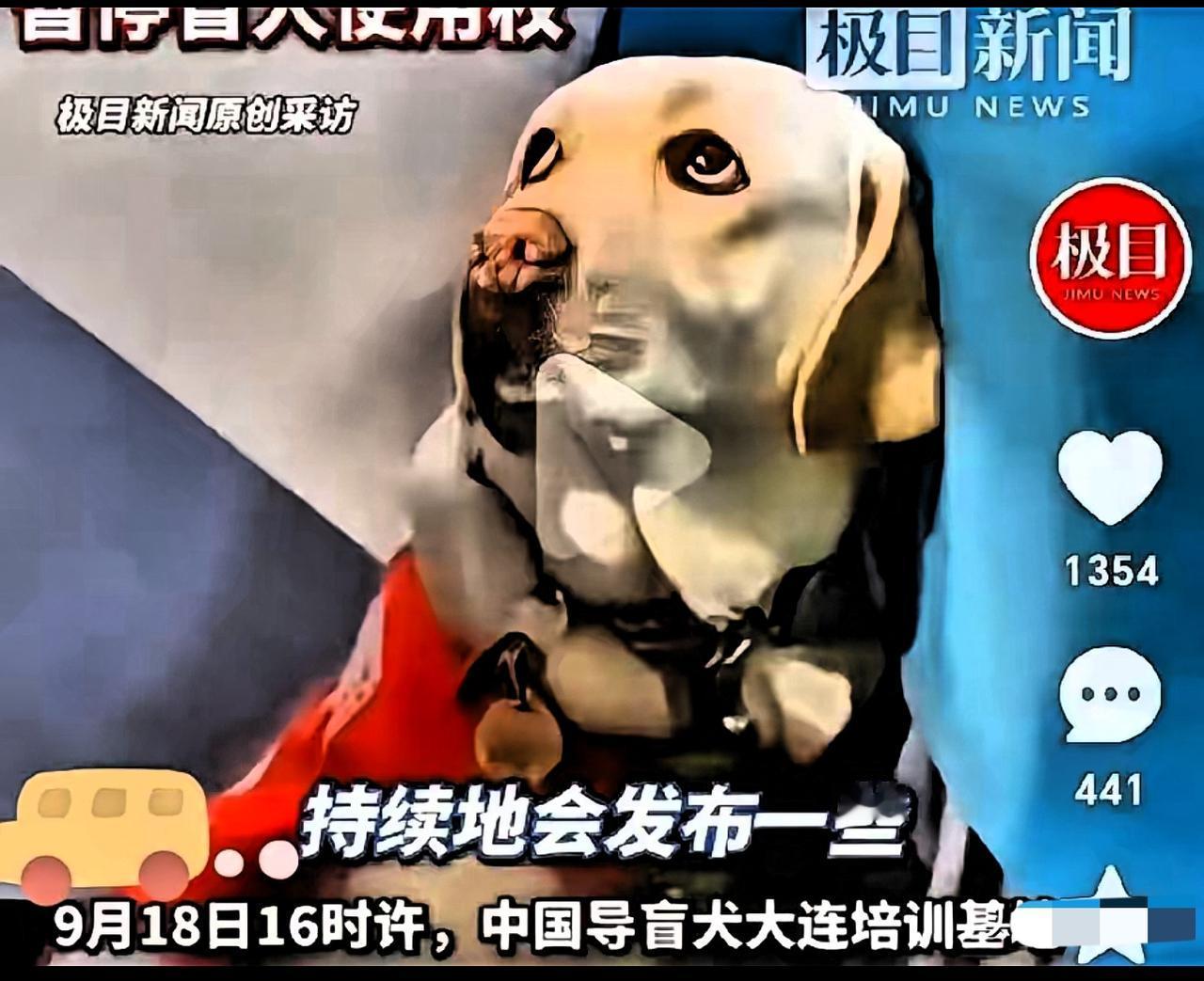 芬迪被连夜接回大连基地的消息，看得人又心疼又庆幸！那只冒雨陪盲人夫妻爬六千级泰山