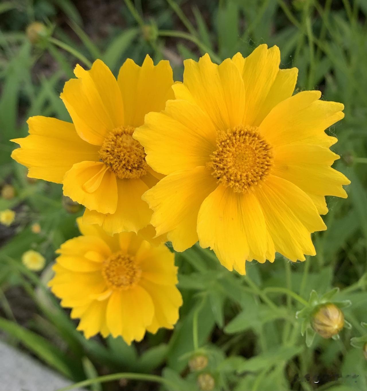 偶遇路边盛放的金鸡菊，把一整个夏天的阳光都揉进了花瓣里✨

耀眼明媚的金黄色，在