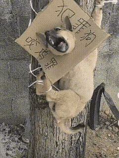 这下颜面尽失，今后在狗界彻底抬不起头了！😭