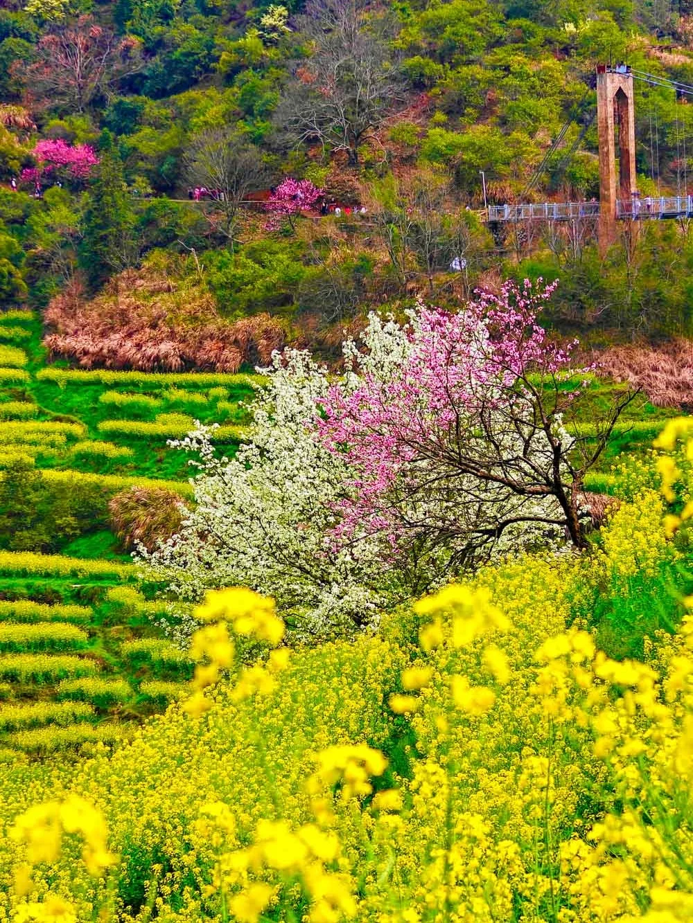 美哭❗️《中国国家地理》认证的限定版花海