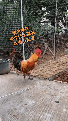 想吃了它，给它安个什么罪名吃得安点，难得要说不下蛋?😏