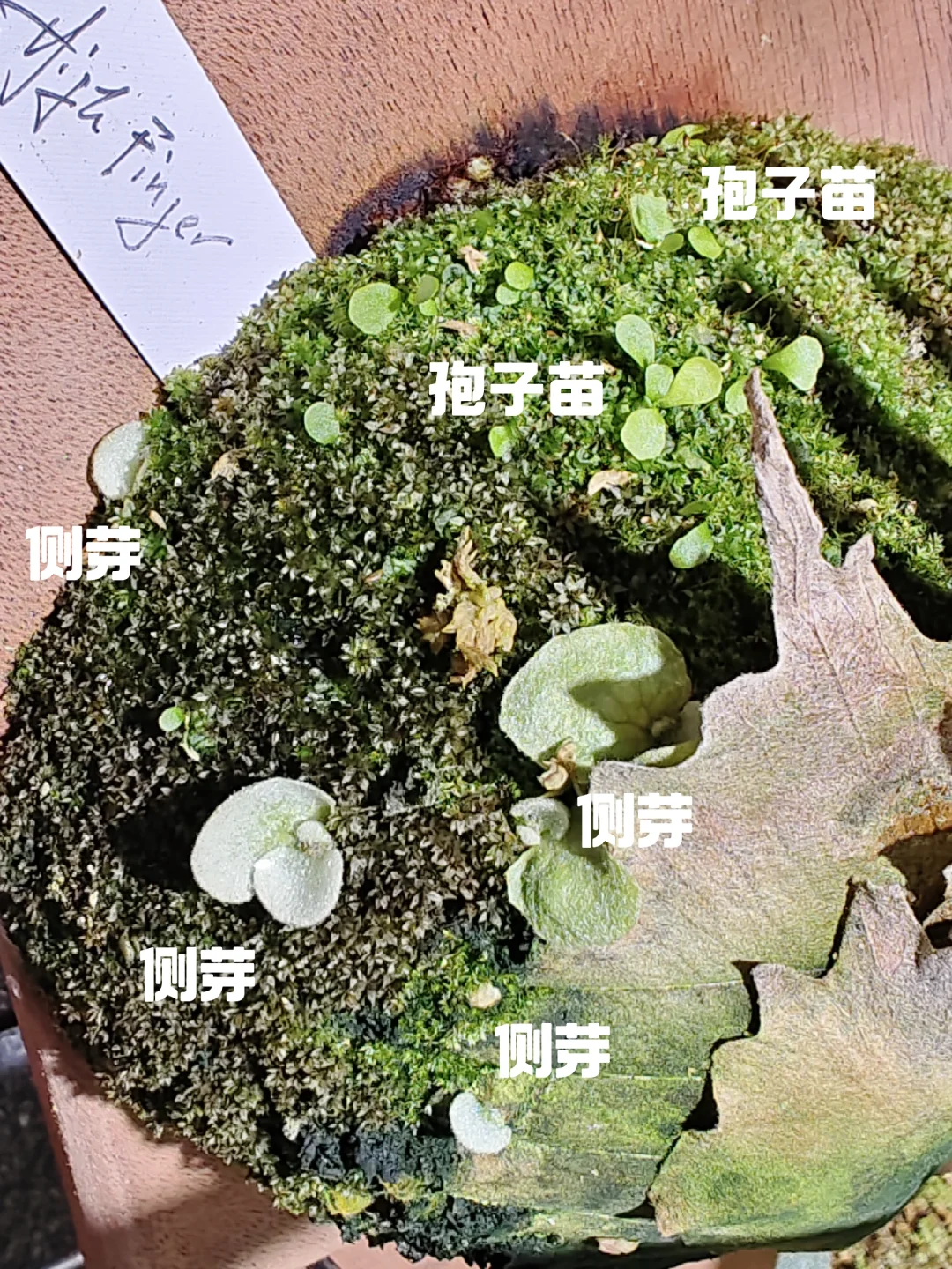 一张图教你分辨侧芽和孢子苗