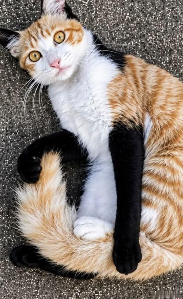 优雅地戴着黑色手套的漂亮猫咪
