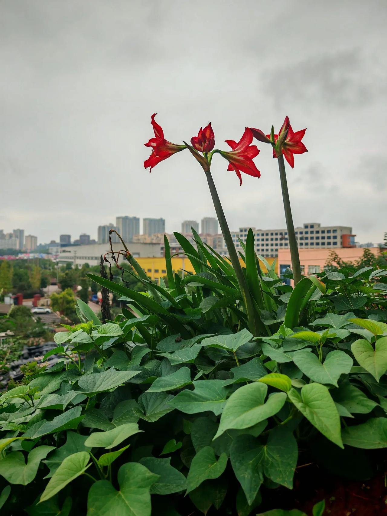 花香，播四方#分享一张小野花的照片#