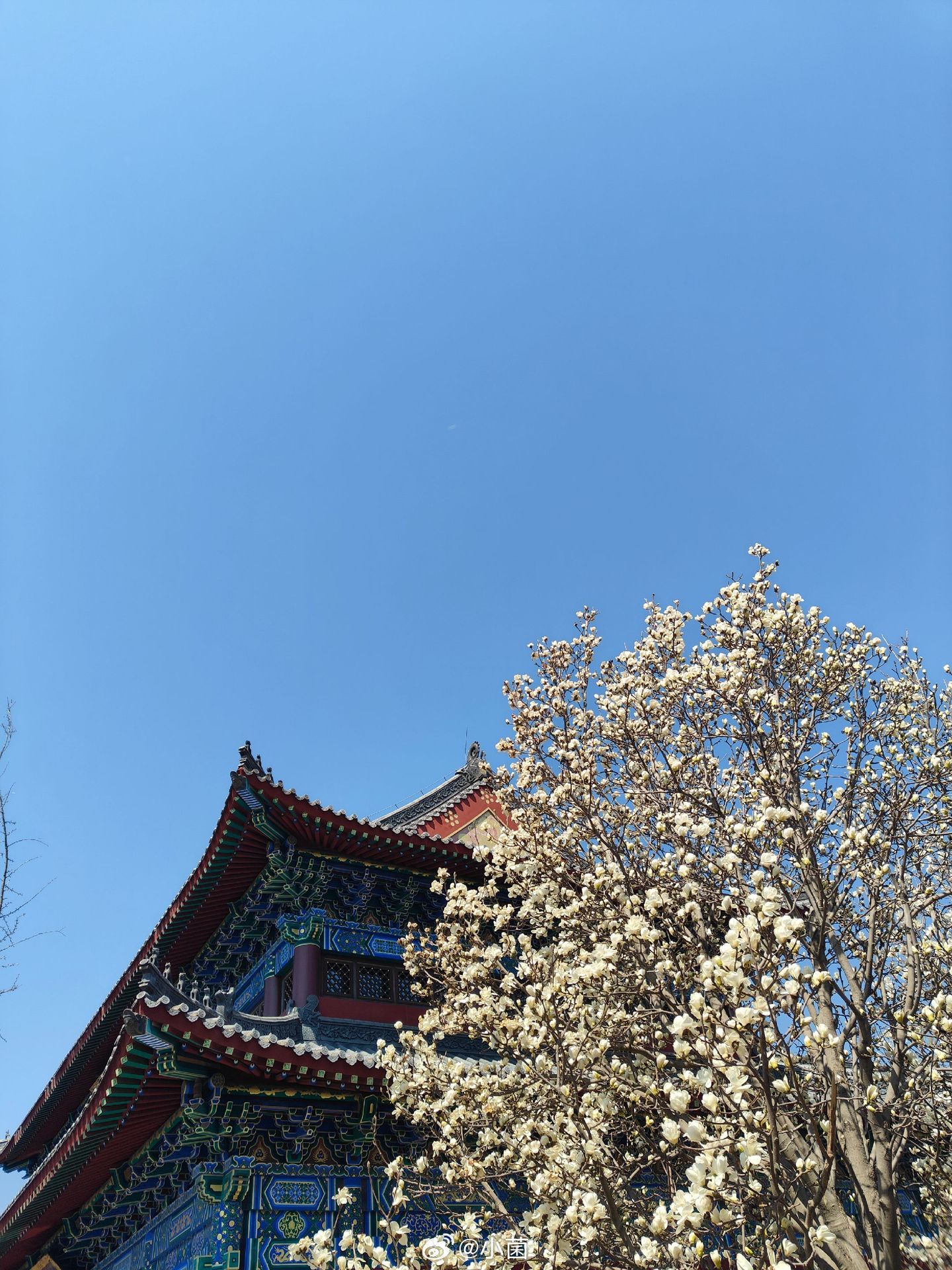 小菌 早朋友们红墙黛瓦配玉兰，每一帧都是壁纸级画面 沈阳·东塔