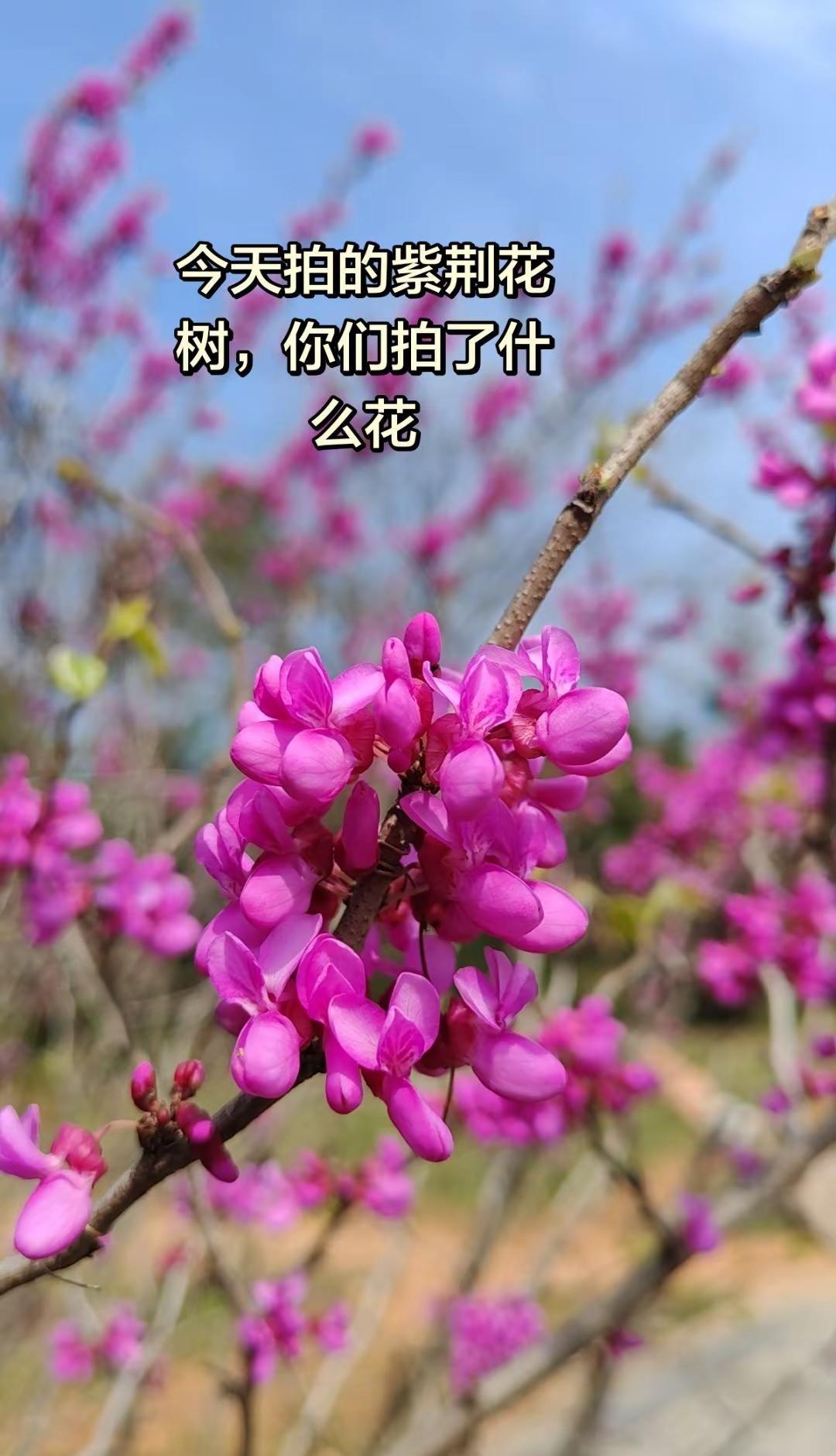 在匆匆的光阴里、做一个看花的人，不急不缓，只闻花香，不谈悲喜。紫荆花盛开