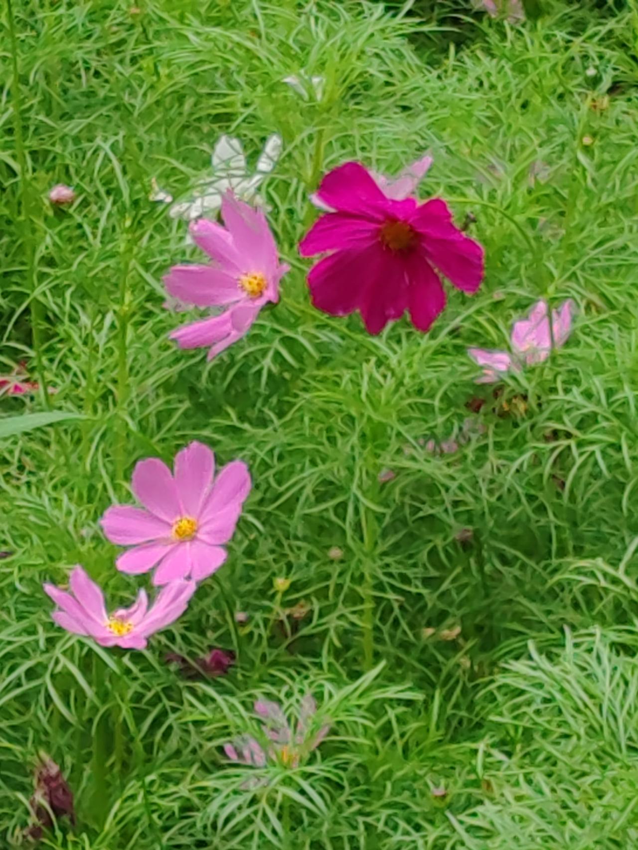 相册里的花花草草《波斯菊》夏炎炎近水边，一丛花草远目艳。花似蝴蝶风中舞，五颜六色