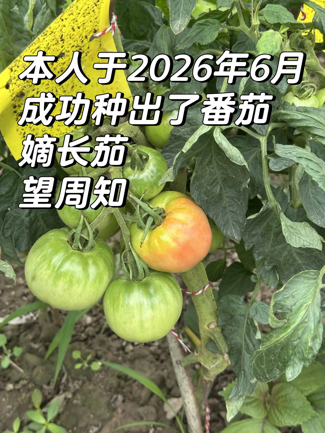 本人成功种出了番茄，嫡长茄，望周知～