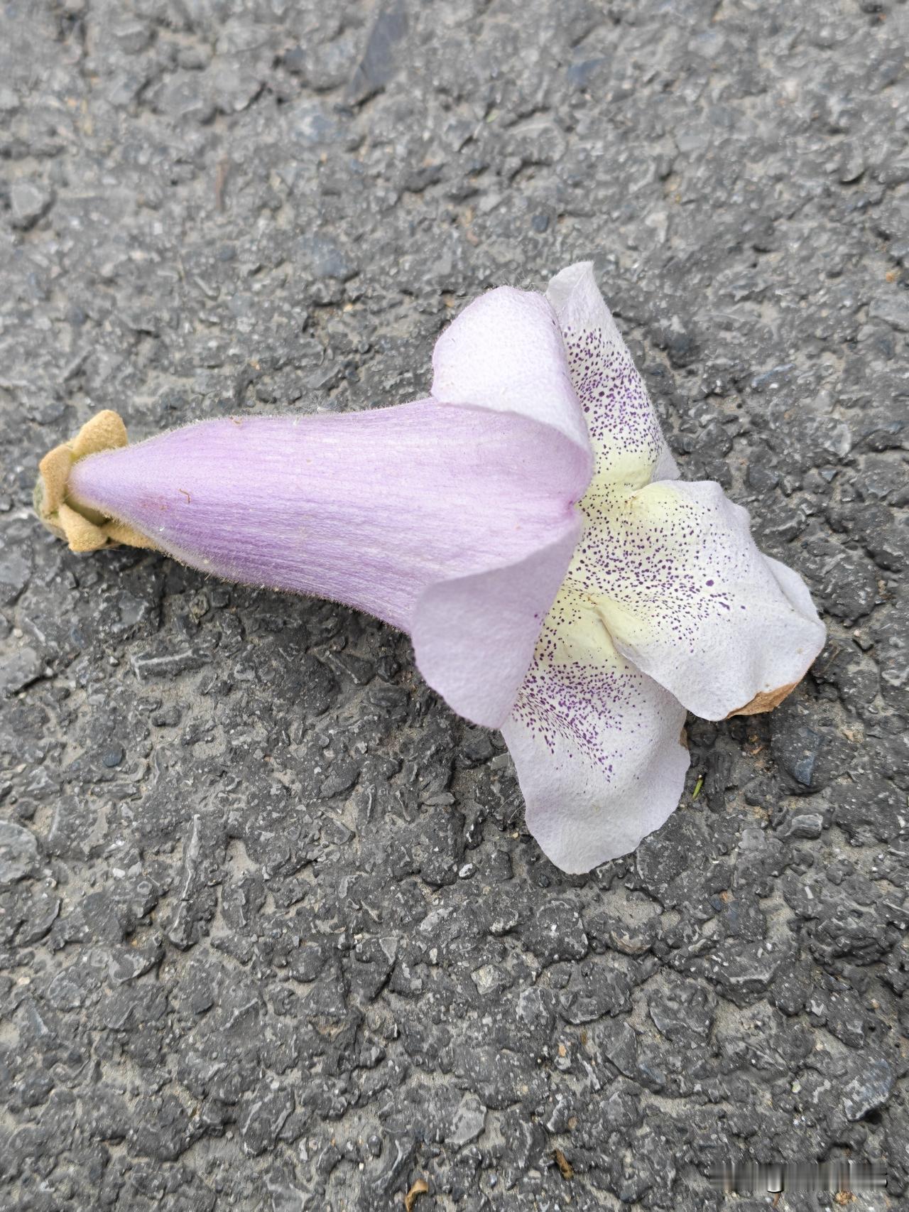 老街的泡桐又到了开花的季节，远远就闻到了淡淡的花粉味，近处看到成群的小蜜蜂嗡嗡的