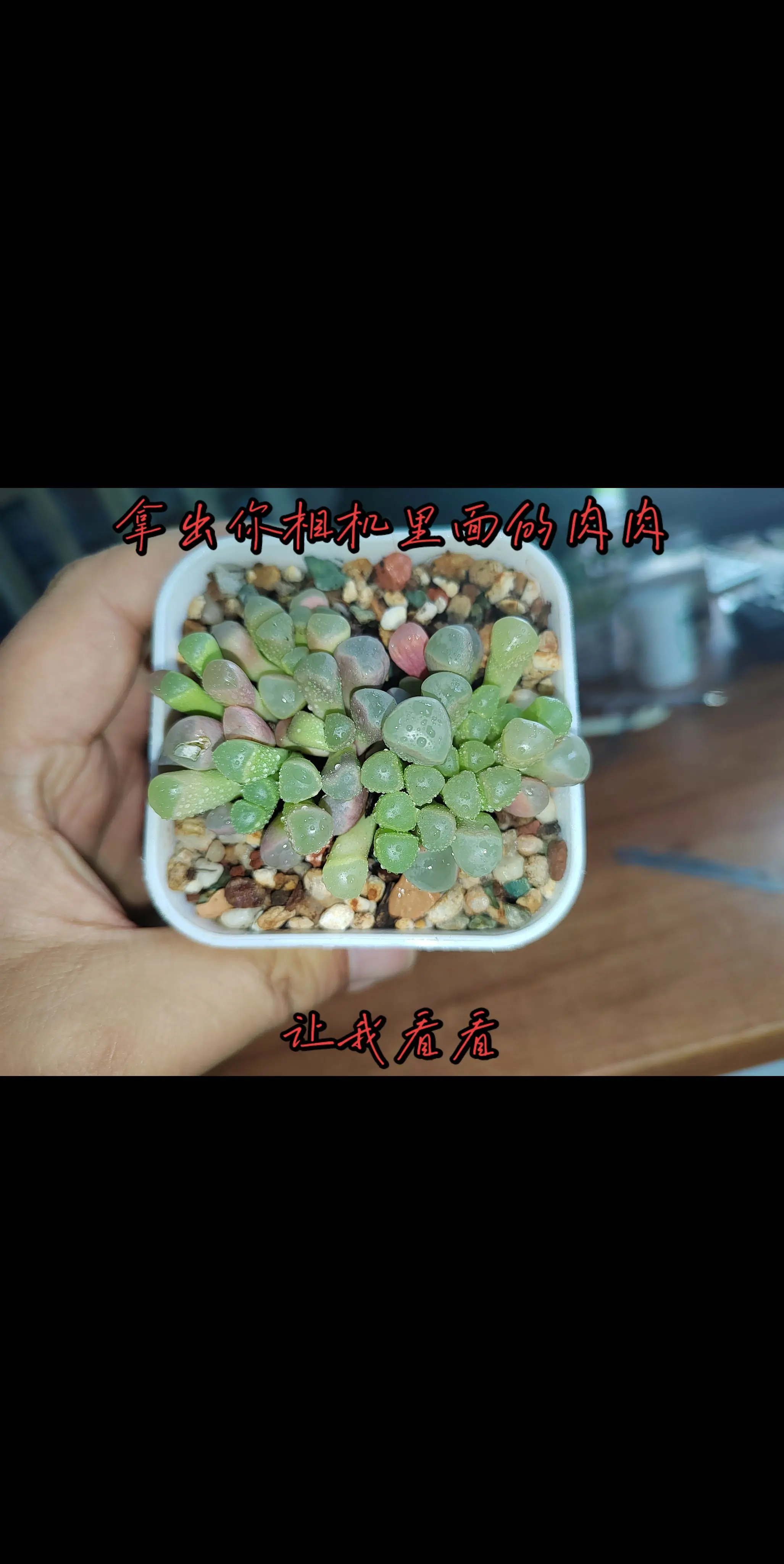 看看你最近手机里拍的肉肉！