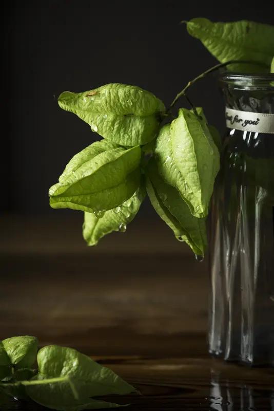 最近柚子叶水被年轻人追捧，好多人觉得它能消毒。但专家说了，柚子叶水可没那么神。