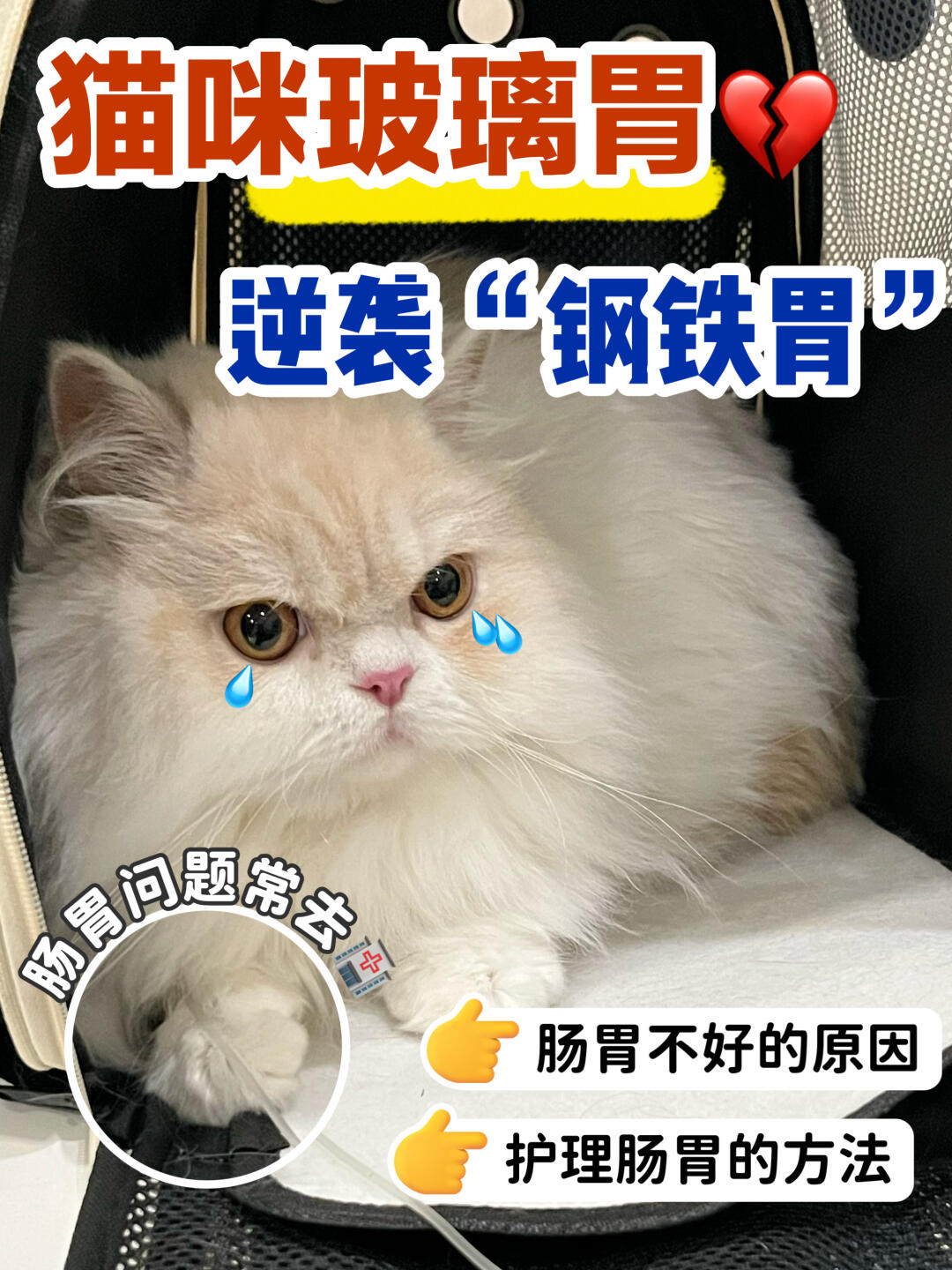 ✅正确get猫咪肠胃护理❗拒绝玻璃胃