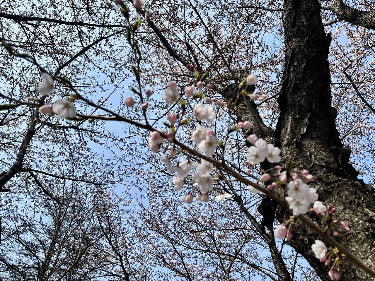 青岛山上的樱花已经开了，下周就进入盛花期了吧