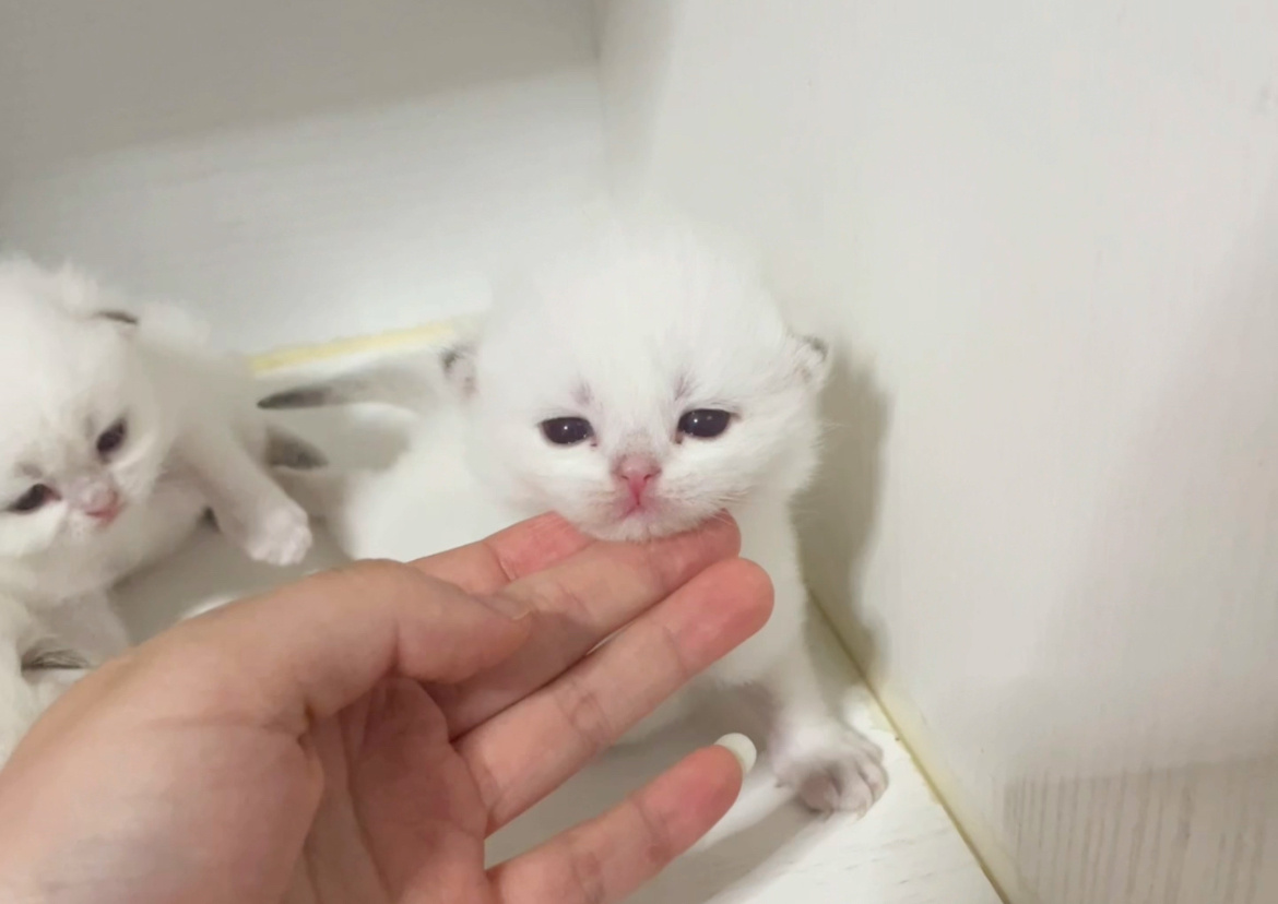 视频截图猜猜哪个蛋截了两张？#英短金点色##英国短毛猫##金点##英国长毛猫# 