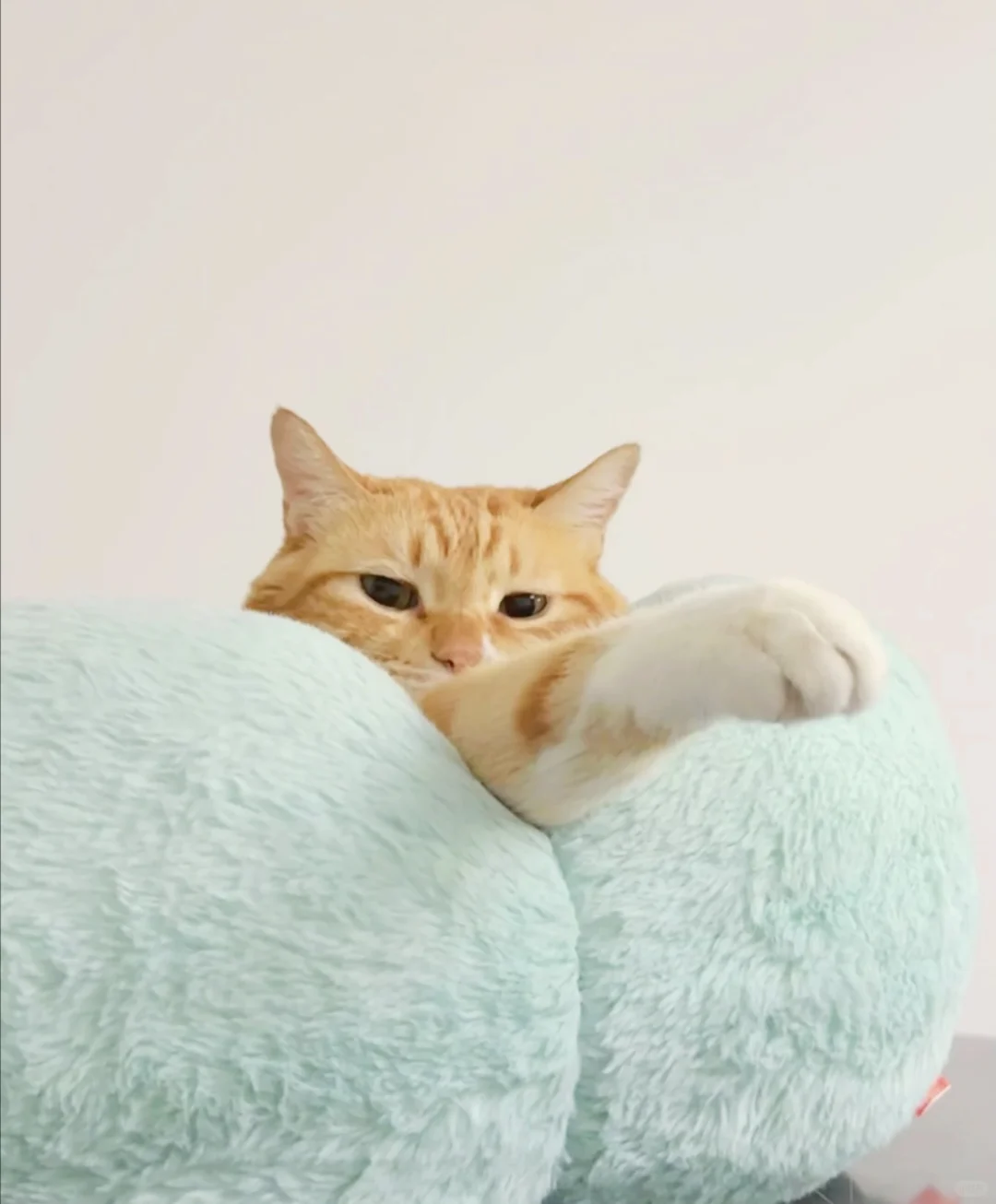 招财猫 say，hi，hi
