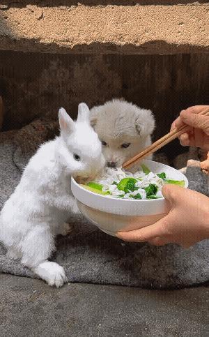 温文尔雅的小兔子和狼吞虎咽的小狗狗，到底谁更胜一筹！