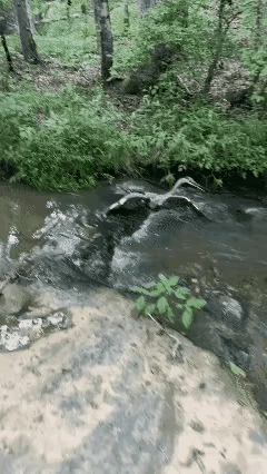 鹤龟相争，
