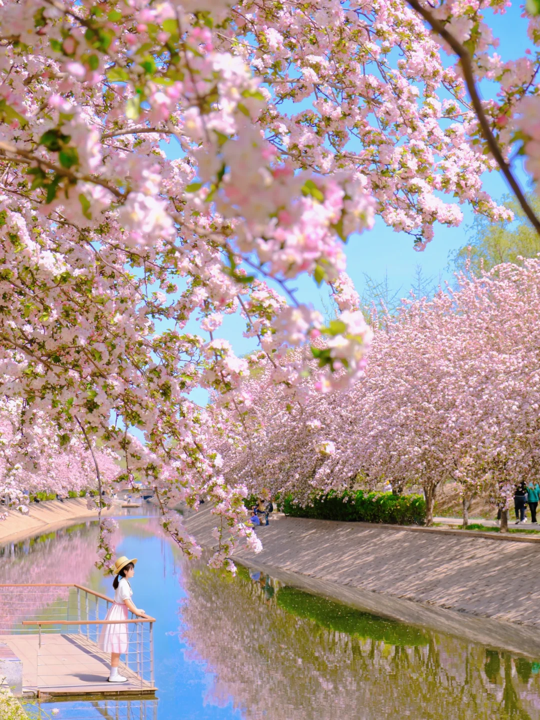 3.4跟着AI去北京春游赏花｜18个绝美目的地❗️