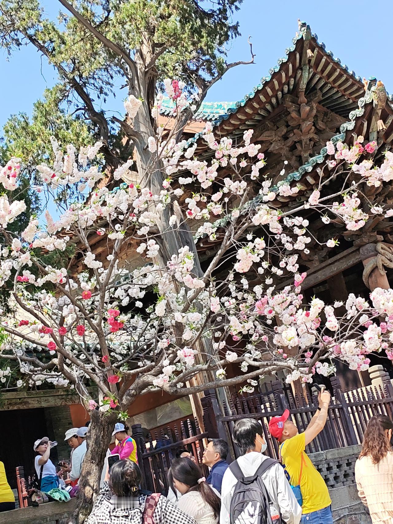 晒图笔记大赛太原·晋祠，圣母殿旁五色碧桃，一棵树上，花朵五彩斑斓。