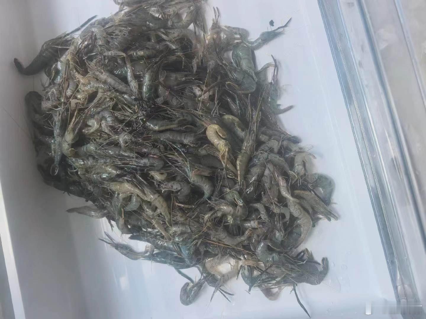 野生小虾针不戳哇～味道真是太棒啦[舔屏][色]  ​​​