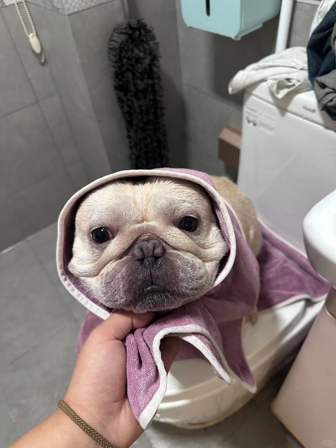 ELMOPET爱佩恋除臭精华去狗子体味YYDS