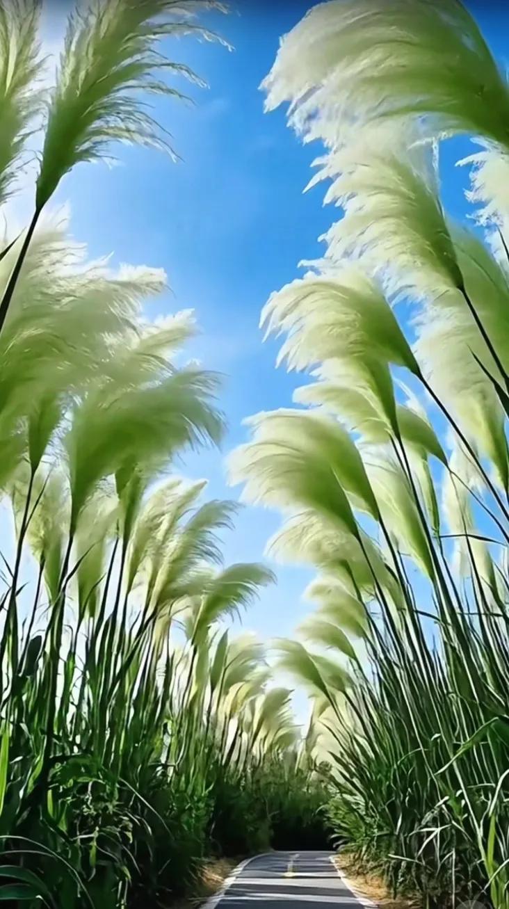 漫步在梦幻般的羽毛森林，感受大自然的温柔拥抱芦苇荡美景， 大自然的浪漫，