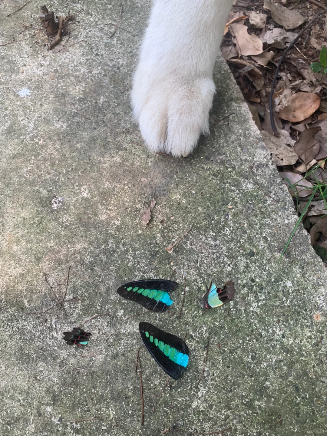 一大早小狗又发现好登西了🦋👀