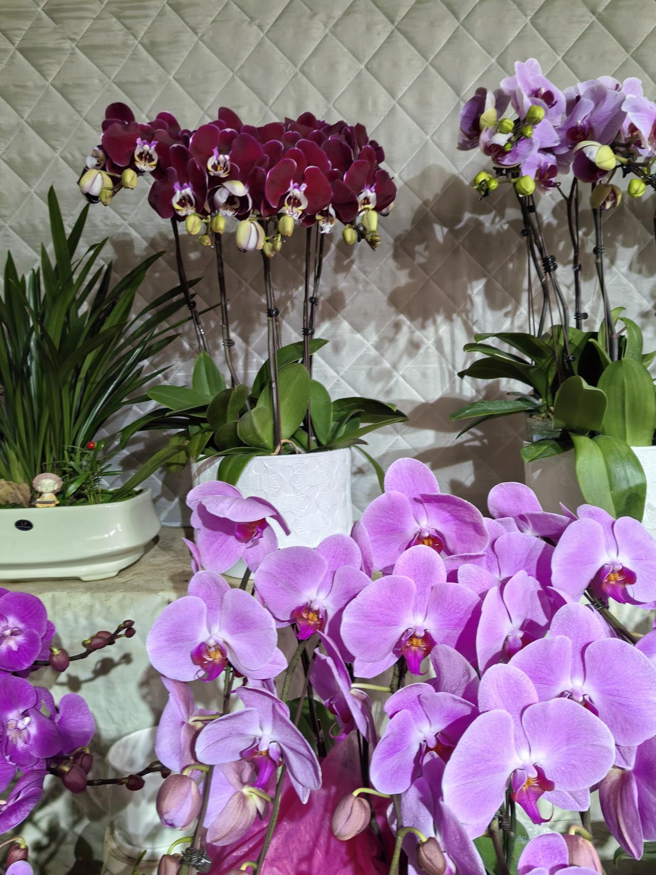 2026丙午马年新春，“天南地北大拜年”成了全网顶流。从东北到岭南，从西北到江南