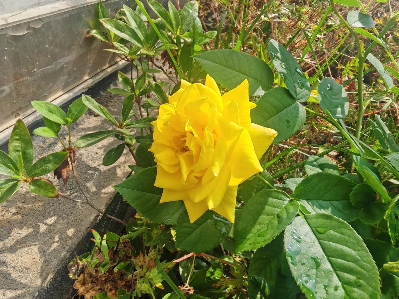 好一朵月季花！