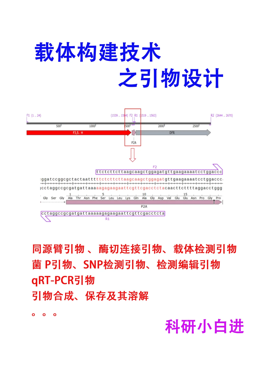 🔥载体构建技术之引物设计｜Lab珍藏版