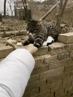 求求你不要走了。家里养的狸花猫平时捧在手心里疼，今天玩闹不小心碰碎花瓶，我一时上