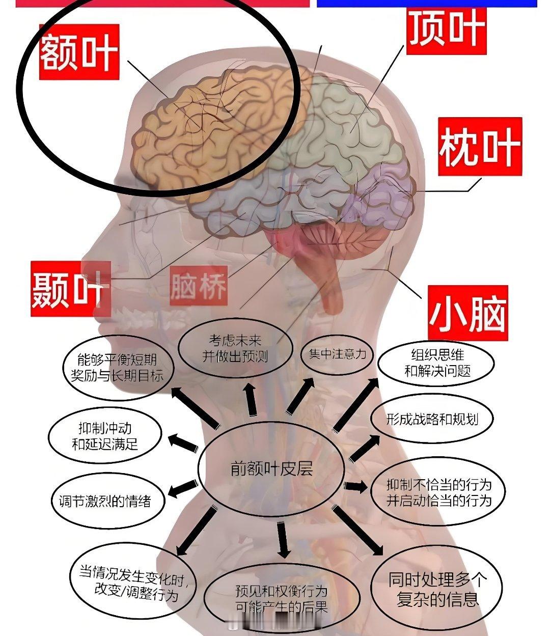 大睡特睡 修复前额叶这怎么成热搜的？吃瓜群众热议专业领域？ 
