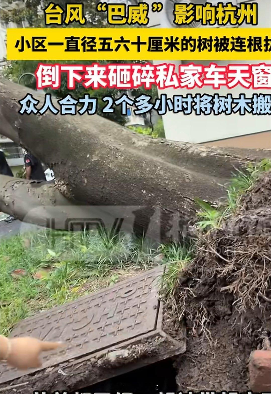 台风过境700多棵树被连根拔起天呐连根拔起，这威力也太强了，昨晚才刚开始登陆，浙