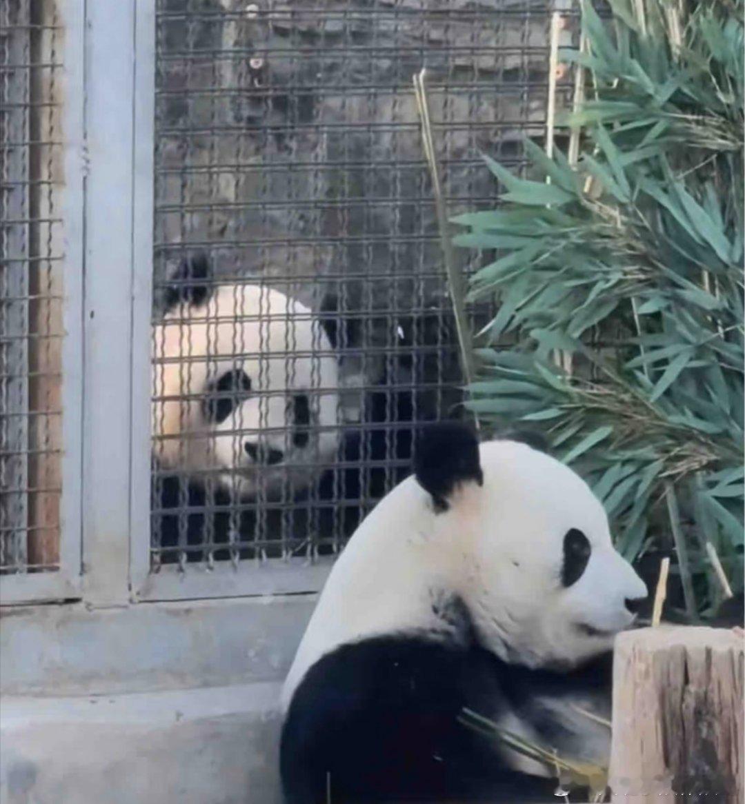 吉年是北动派来看着萌兰的，吉年本名应该是年视兰 