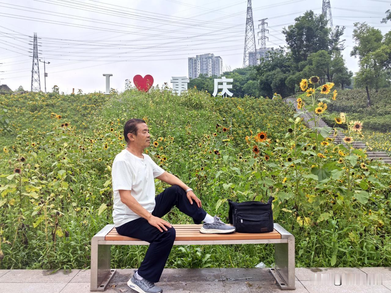 重庆两江新区溉澜溪花谷：向日葵（上）
最近溉澜溪体育公园内，成片向日葵迎来盛花期