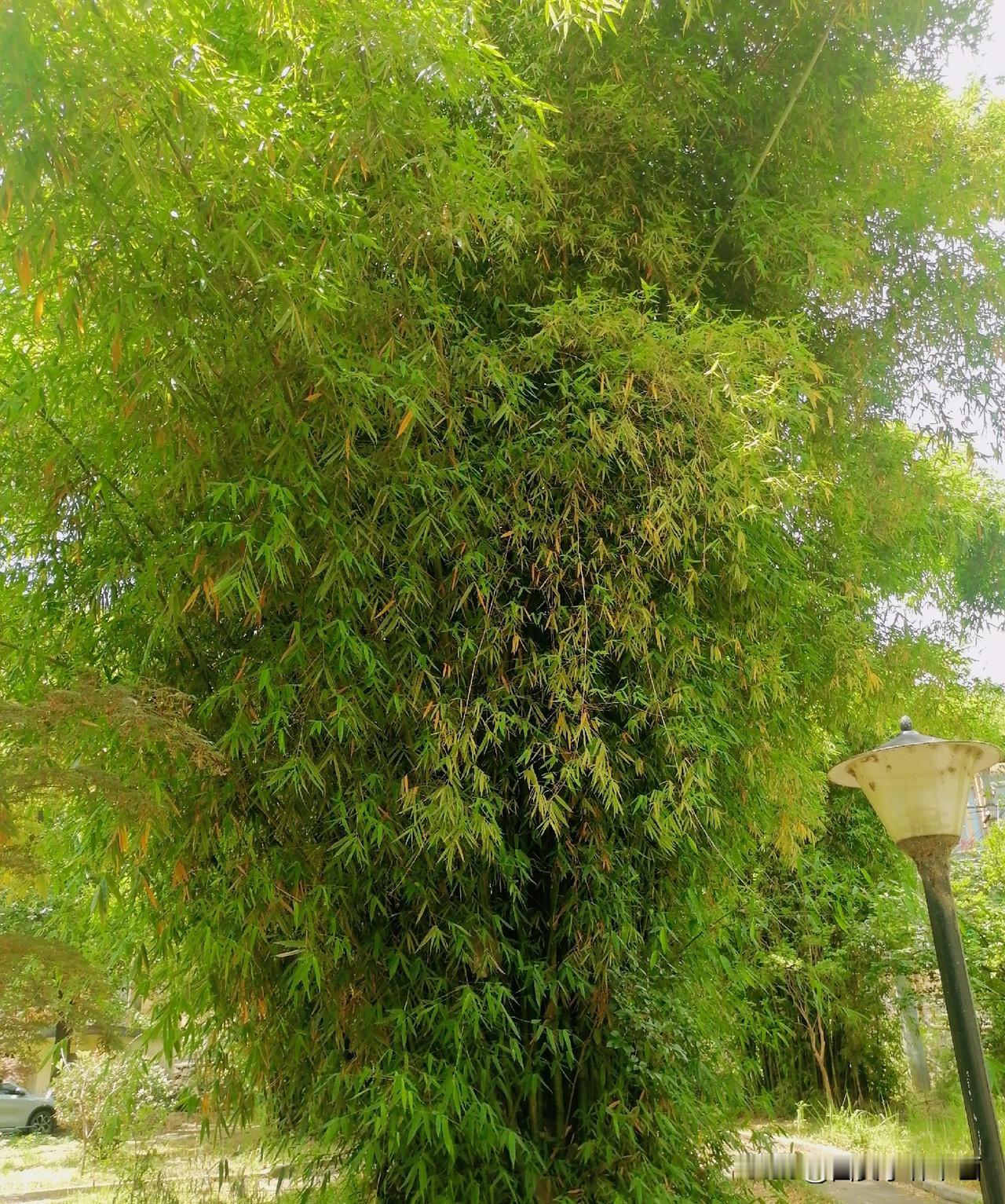 《茂林修竹（李林摄于汉中城固）》
