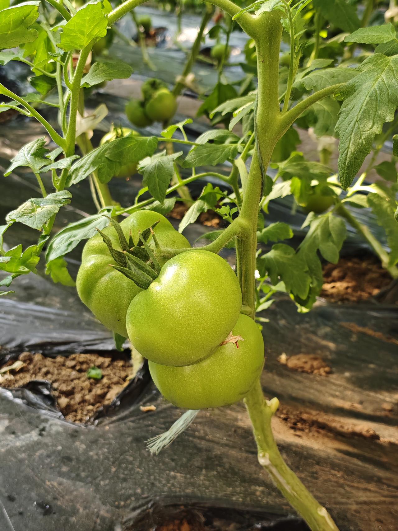 大棚有机西红柿，小时候的味道。