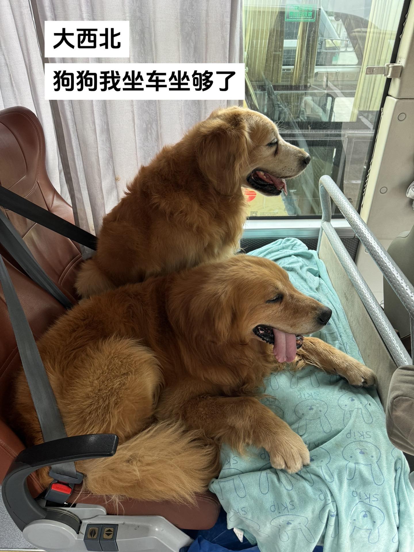 大西北好看，可也太累了叭，狗狗我天天都在坐车。