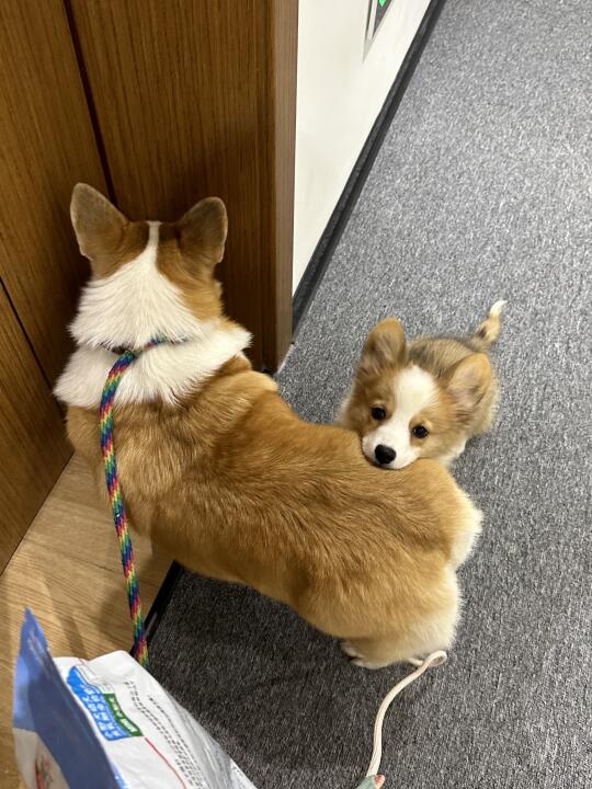 有些live图只能拍到一次！！